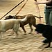 Other Dogs