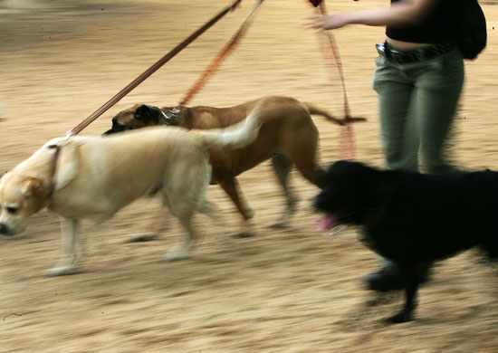 Other Dogs Other Dogs