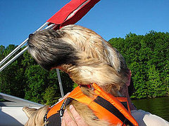 Have Your Dogs Gone Boating?
