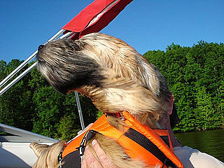 Have Your Dogs Gone Boating?