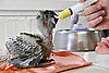Baby Macaw Gets Bottle Fed!
