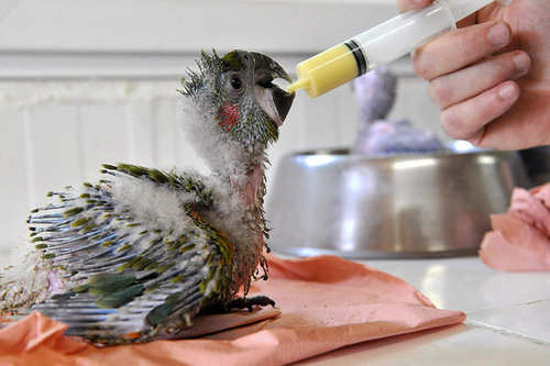 Baby Macaw Gets Bottle Fed!