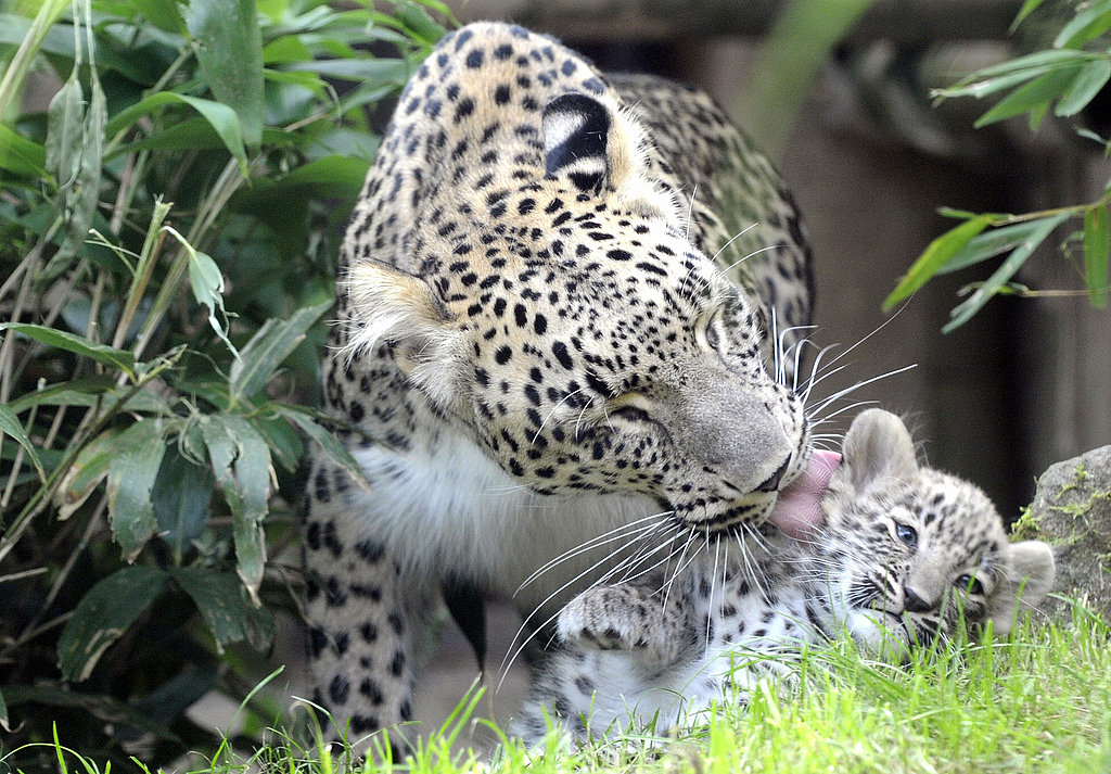 Saia and Her Two Newborns! Saia and Her Two Newborns!