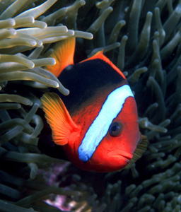 That's Fishy! Test Your Idiom-Savvy With Fish Sayings