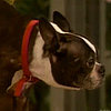 Breaking News: RIP, Monk — Q-Tip's Boston Terrier!