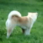 Quick Brown Fox Jumps Over Lazy Dog: In the LINK of an Eye!