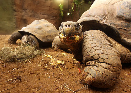 Check Out The Galapagos Turtles At the New 'Giant of the Galapagos' Exhibit in ZSL London Zoo