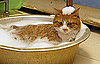Laifu the Cat 