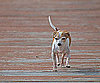 Pet Pic of the Day: Simon Runs Down, Down, Down the Dock