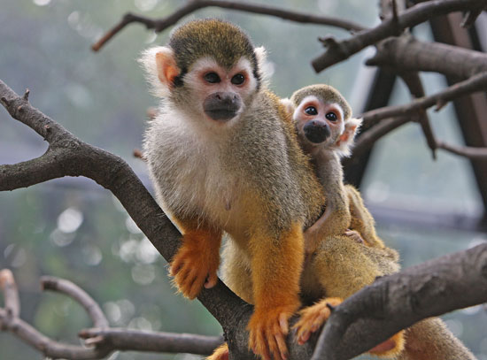 Baby Monkey In Tokyo Baby Monkey In Tokyo