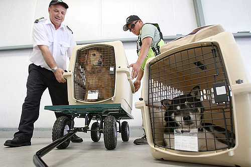 How Have Your Furry Friends Flown the Friendly Skies?