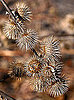 Dog Days of Summer: How to Remove Burrs
