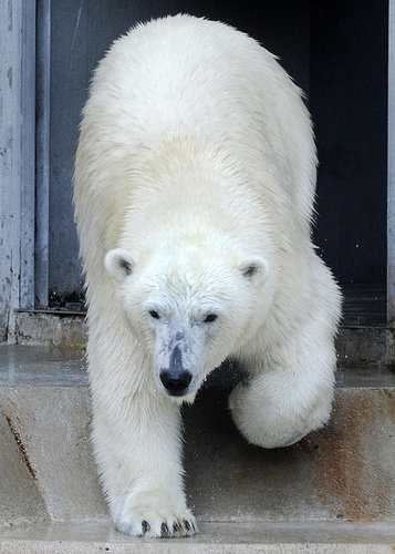 Love Is In the Air! Knut Gets a Mate Love Is In the Air! Knut Gets a Mate