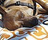 Pet Pic of the Day: Sleep Time For Boulder