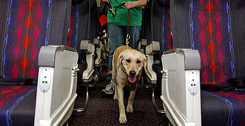 Pay As You Go: Check Out My Handy Chart of Airlines' Pet Fees