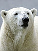 Love Is In the Air! Knut Gets a Mate