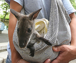 Baby Wallaby Gets a Foster Mom With Makeshift Pouch!