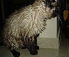 Pet Pic of the Day: Ermis (Reluctantly) Takes a Bath