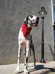 RIP, Gibson: World's Tallest Dog Loses His Cancer Battle