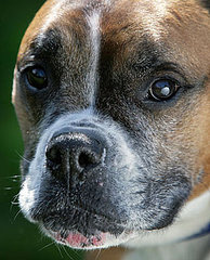The Scoop: Woman Pays $32,000 to Fly With Her Dog