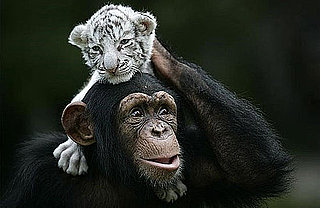 Chimp Snuggles With Baby Tigers: In the LINK of an Eye!
