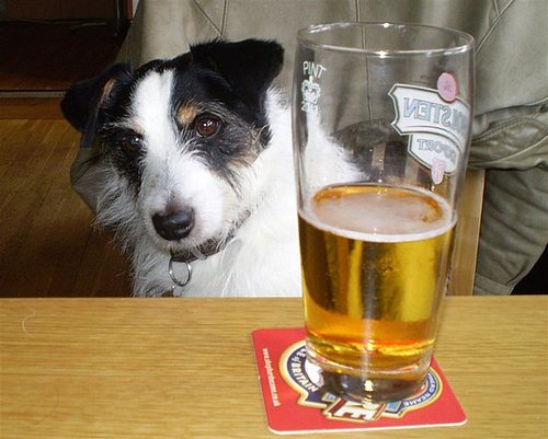 A Dog Walked Into a Bar . . . A Dog Walked Into a Bar . . .