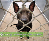 10 Reasons Why Some Animals Aren't Adopted for Adopt a Less Adoptable Pet Day, list