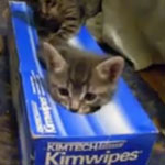 Kittens in Tissue Box Video From Daily Show With Jon Stewart on August 12 Kittens in Tissue Box Video From Daily Show With Jon Stewart on August 12