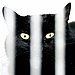 Black Cat, Don't Jump Back!