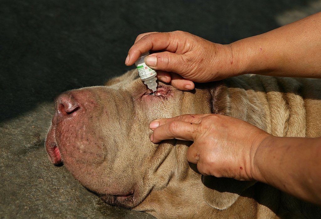 Sick as a Dog? Sick as a Dog?