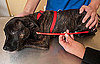 Photos of a Dog Who Swallowed an Arrow