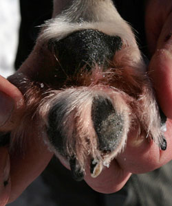 What Do You Know About Distemper?