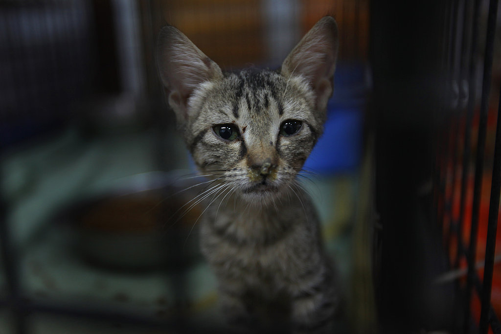 FIV+ and FeLV+ FIV+ and FeLV+
