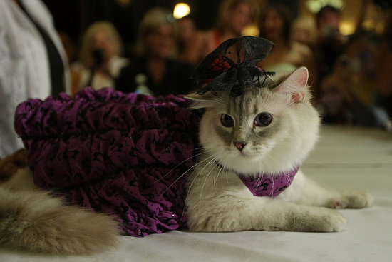 Velveteen Kitty Velveteen Kitty