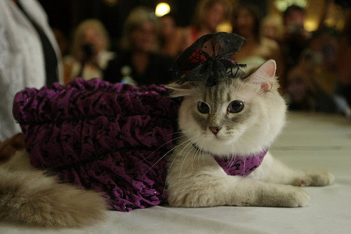Velveteen Kitty Velveteen Kitty
