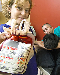 Have Your Dogs Given Blood?