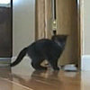 Do Tell: Do Your Cats Have Electronic Toys?