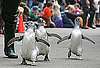 March of the Magellanic Penguins at the San Francisco Zoo!