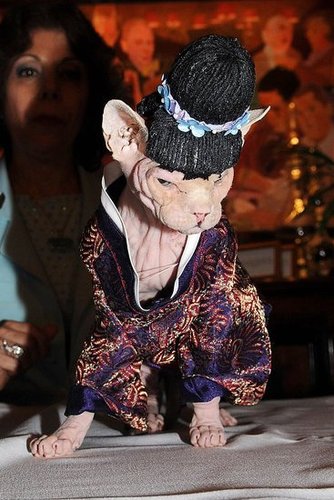 Pimp Cat Pimp Cat