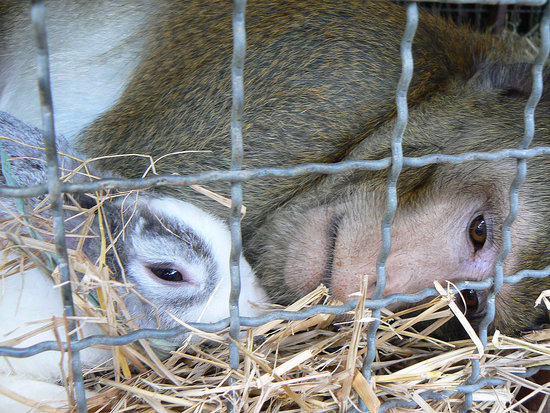 A Wild Monkey Gets Saved