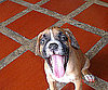 Pet Pic of the Day: Lucas Can't Contain His Excitement (Or His Tongue)