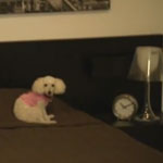 Triumph Hurls Humorous Insults All Over D Pet Hotels