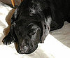 Pet Pic of the Day: Lola's Not Lazy, Just Sleepy