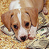 Tax Deduction For Pet Care Proposed