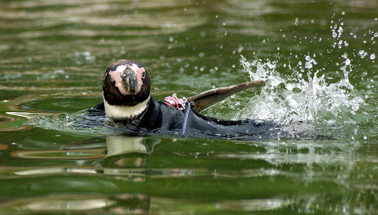 Cute Alert: Ralph the Penguin Needs a Wetsuit Cute Alert: Ralph the Penguin Needs a Wetsuit