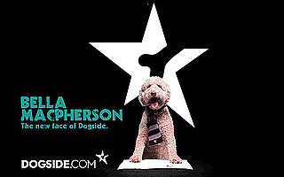 Canine Supermodel Bella MacPherson Is "The Dog's Body"