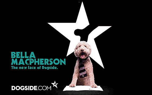 Canine Supermodel Bella MacPherson Is "The Dog's Body"
