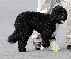 The Scoop: Guest of Honor Bo Gets His Very Own Parade!