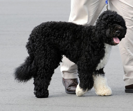 The Scoop: Guest of Honor Bo Gets His Very Own Parade!