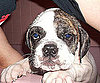 Pet Pic of the Day: Don't Dunk This Otis Spunkmeyer in Milk